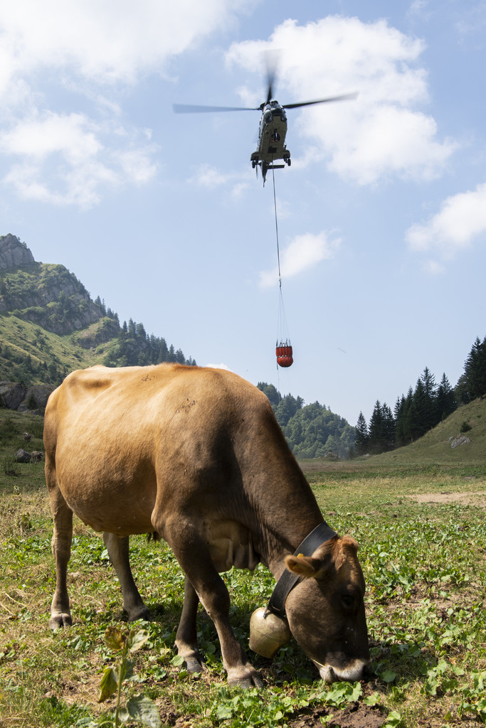 Ein Superpuma der Schweizer Armee bringt den Kühen Wasser. Das Bild stammt von der Alp Oberbätruns ob Schänis im Kanton St. Gallen. (Foto: Keystone/Ennio Leanza)
