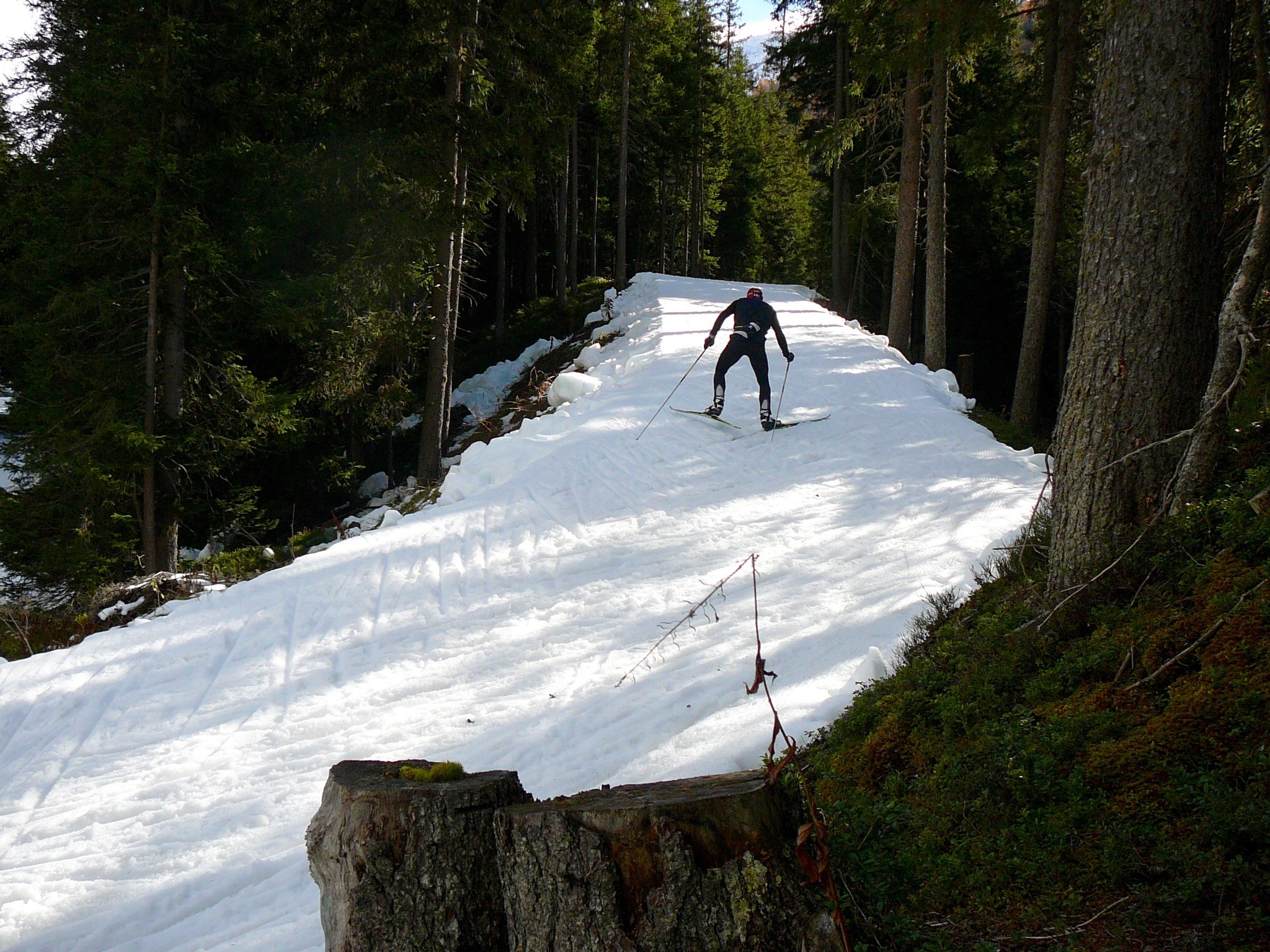 Die Loipe im Wald (neben der Flüelapass-Strasse) oberhalb Davos (Foto: Helmut Scheben)