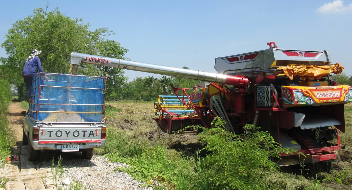 Reis wird auf den Wagen geladen