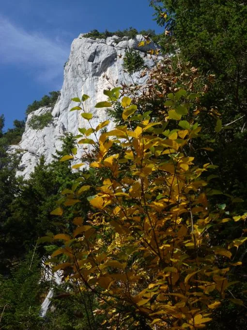 Hellgraue Fluen, die aus dem Wald hervorleuchten (Foto: H. Scheben)