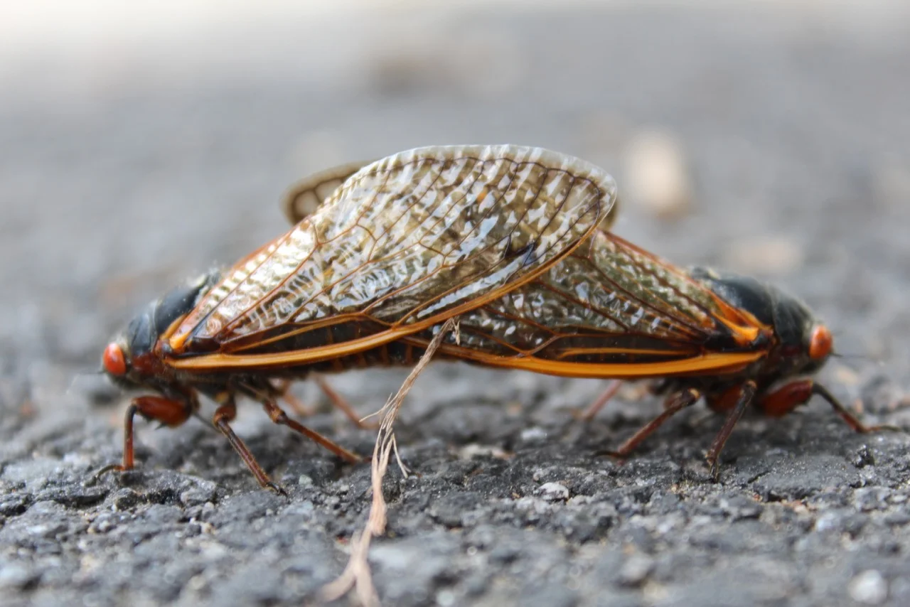 Periodische Zikaden bei der Paarung