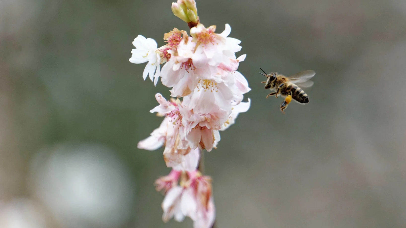 Biene, Kirschblüten