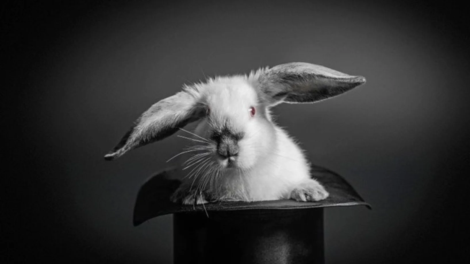 Kaninchen aus dem Zylinder