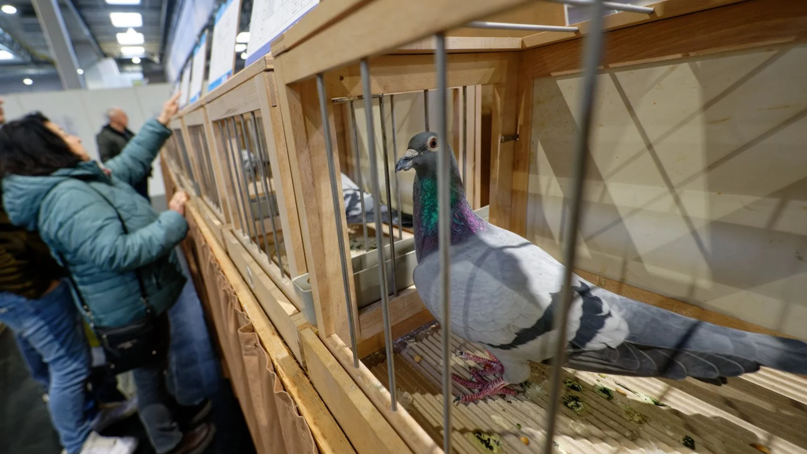 Brieftauben, Dortmund 