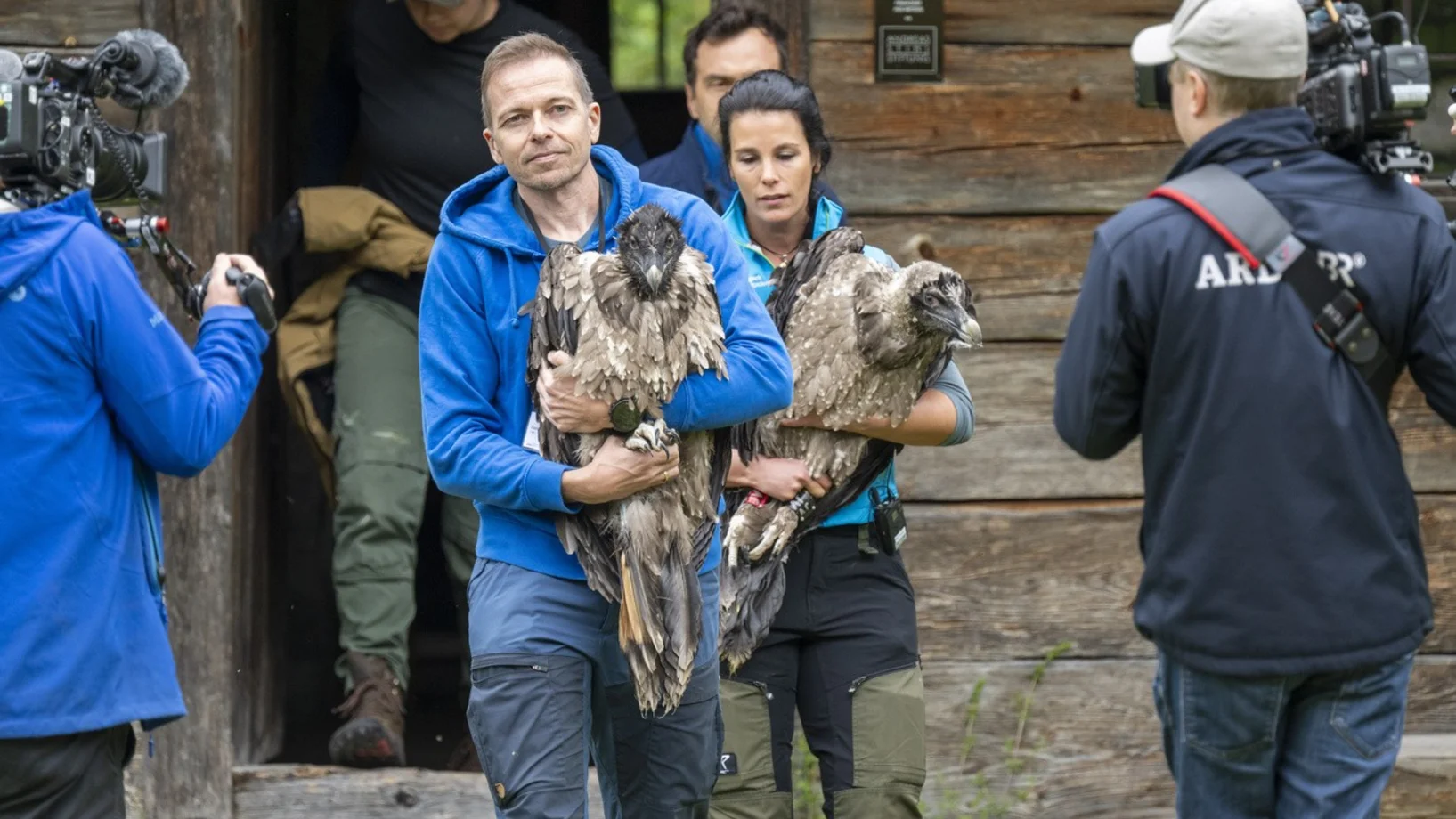 Bartgeier, Berchtesgaden 