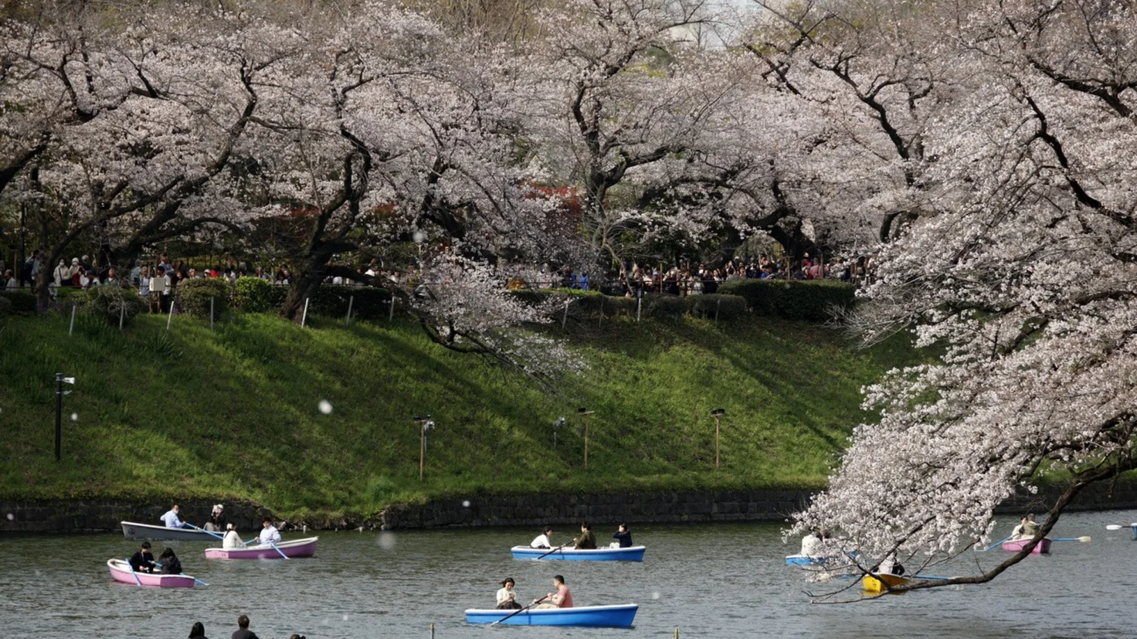 Kirschblüten, Tokio 