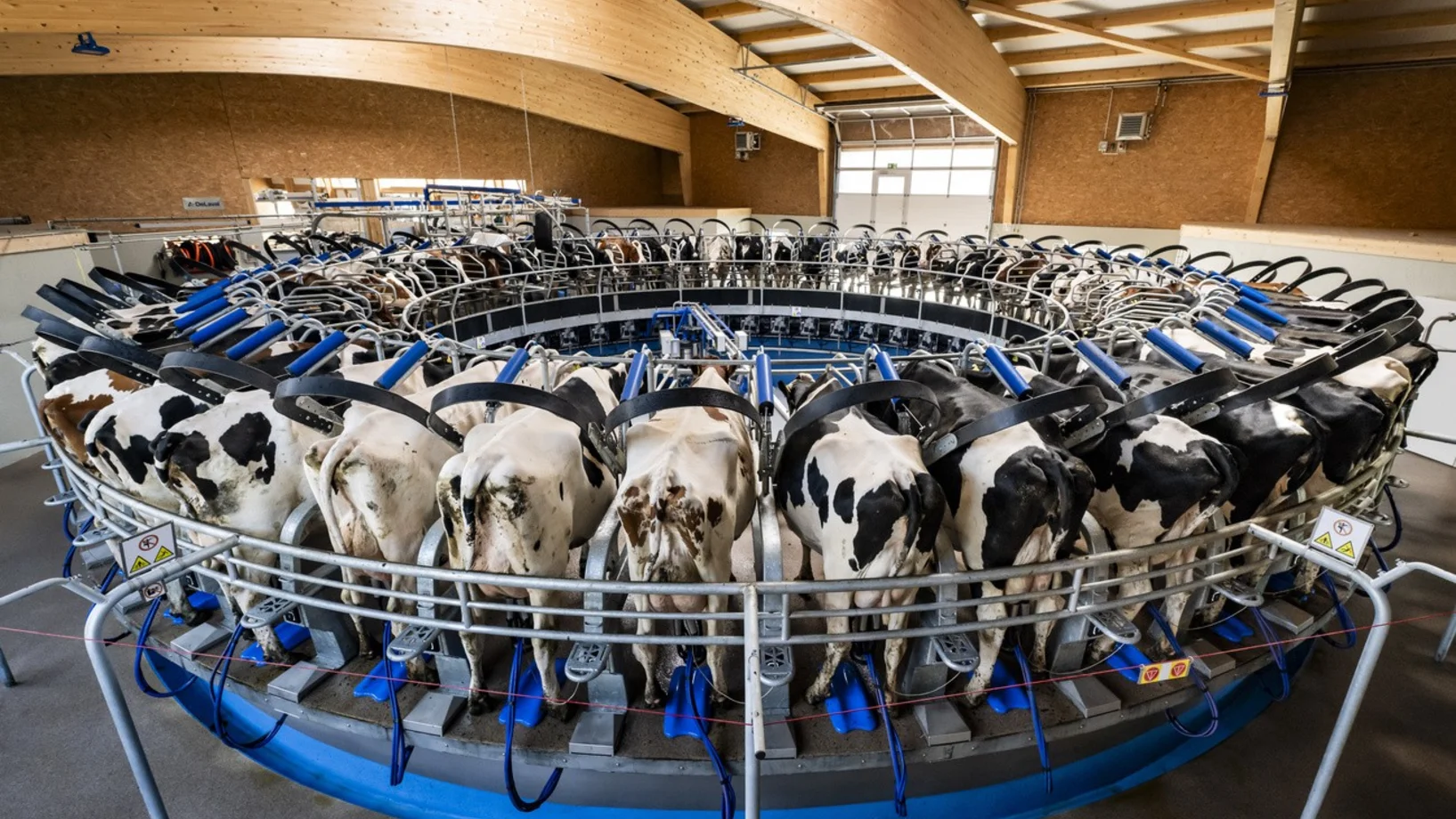 Kühe, Melk-Karussell 