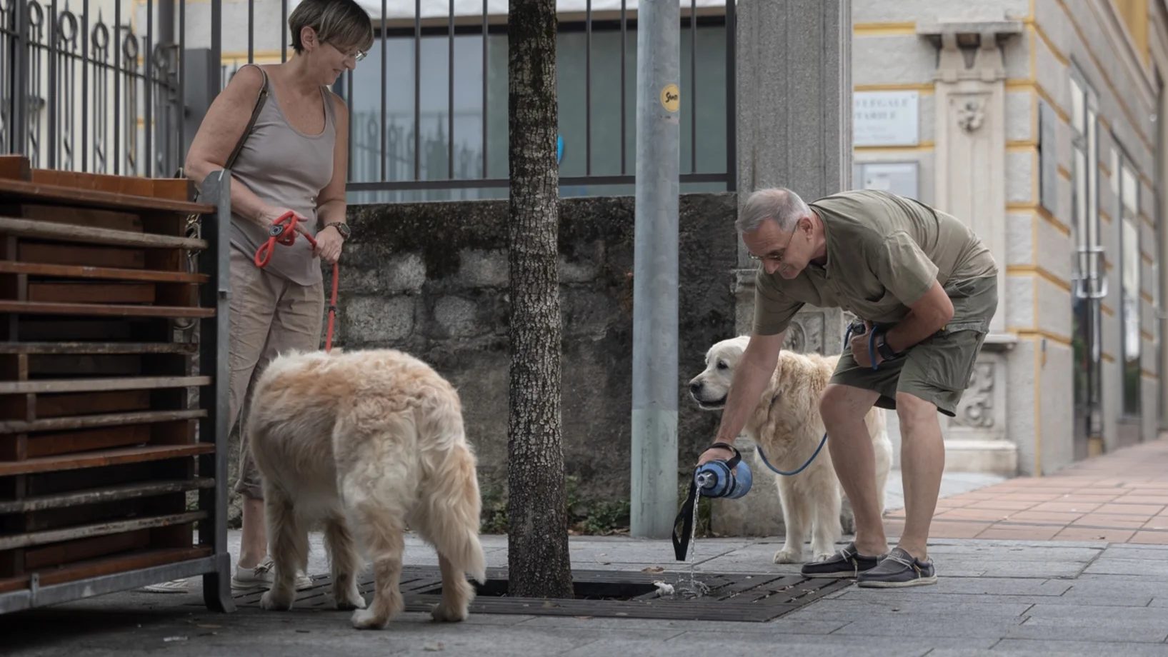 Chiasso Hunde