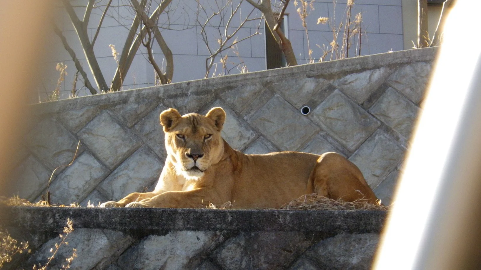 Löwin, Tokio Zoo 