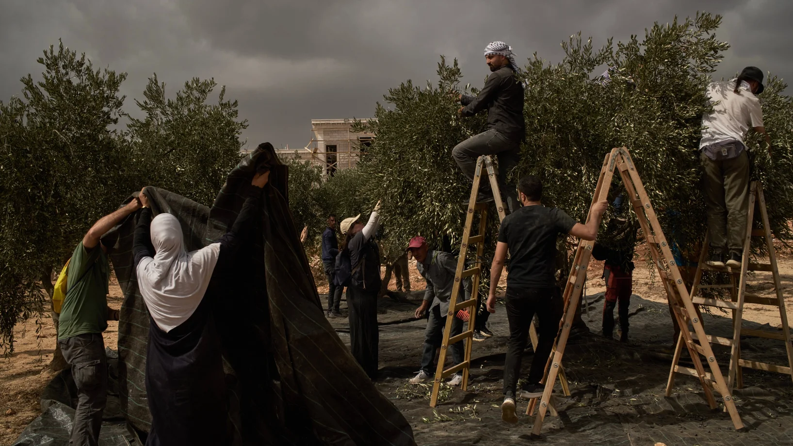 Olivenernte, Westbank
