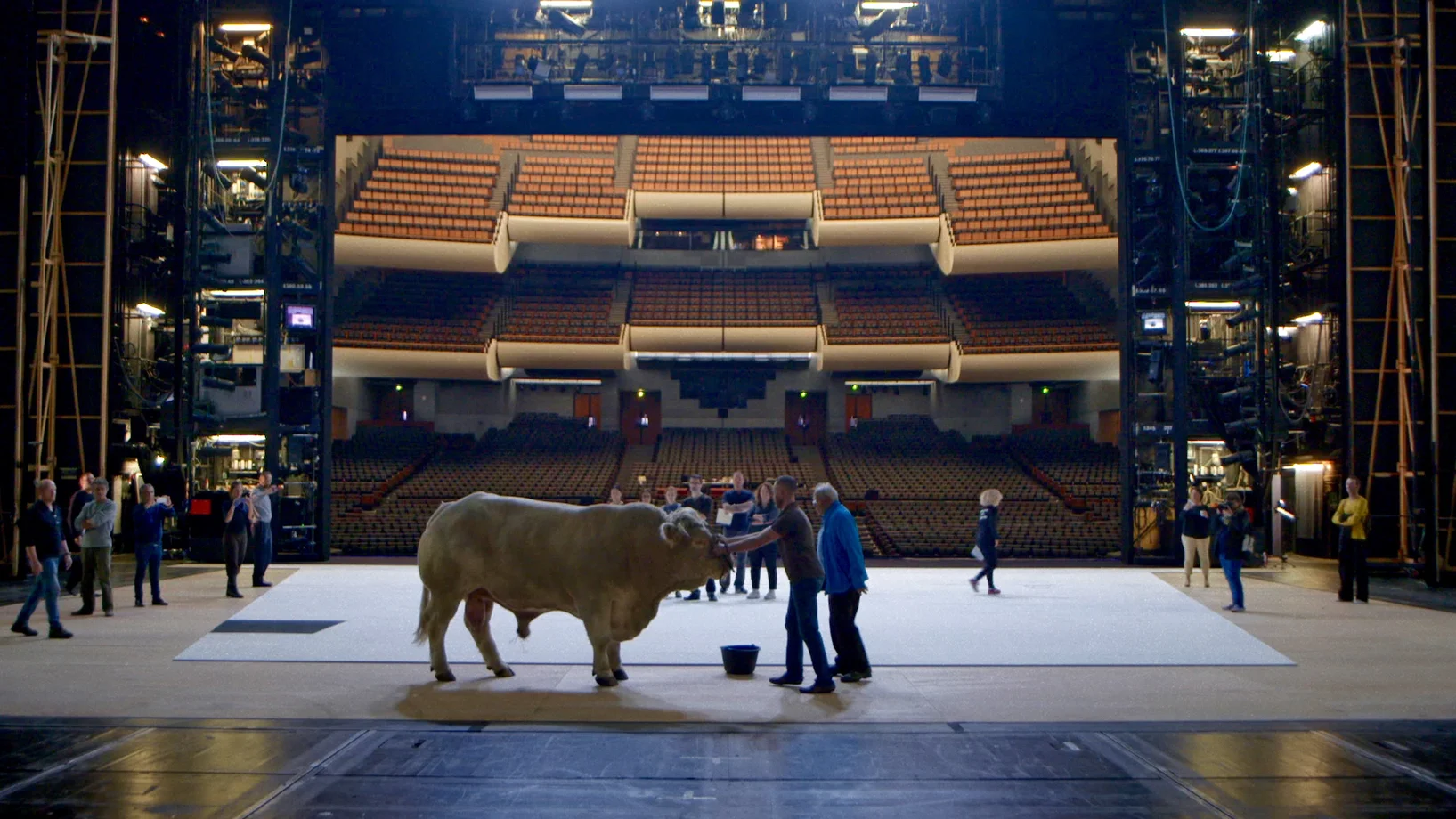 Ein Stier beim Casting: Er tritt in «Moses und Aron» auf
