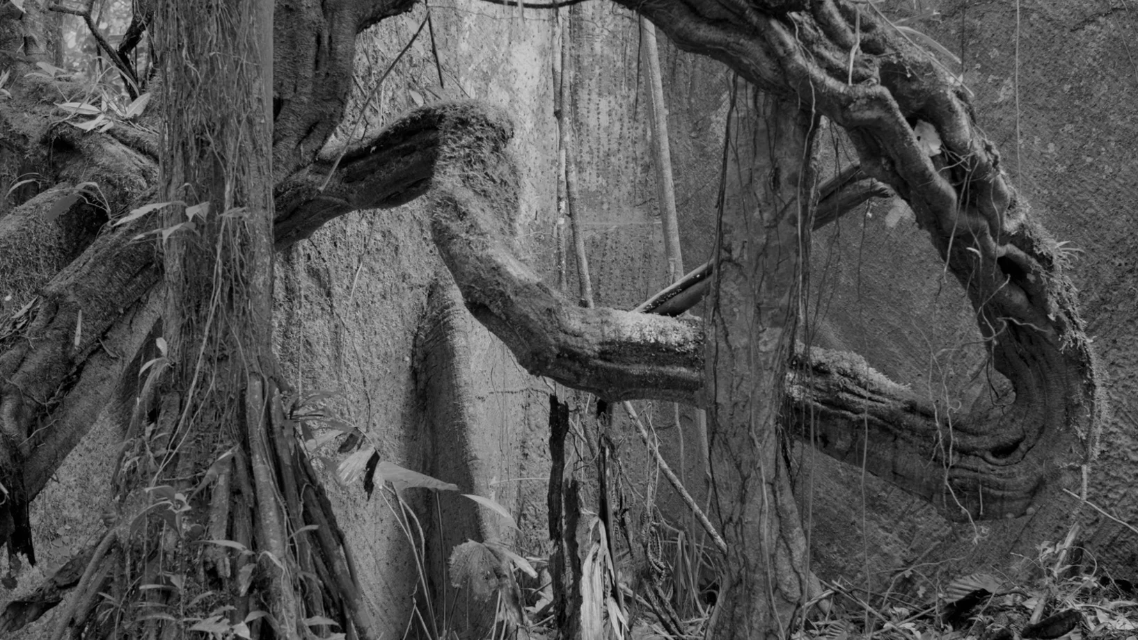 Guido Baselgia, Tierra caliente № 6, 2018, © Guido Baselgia