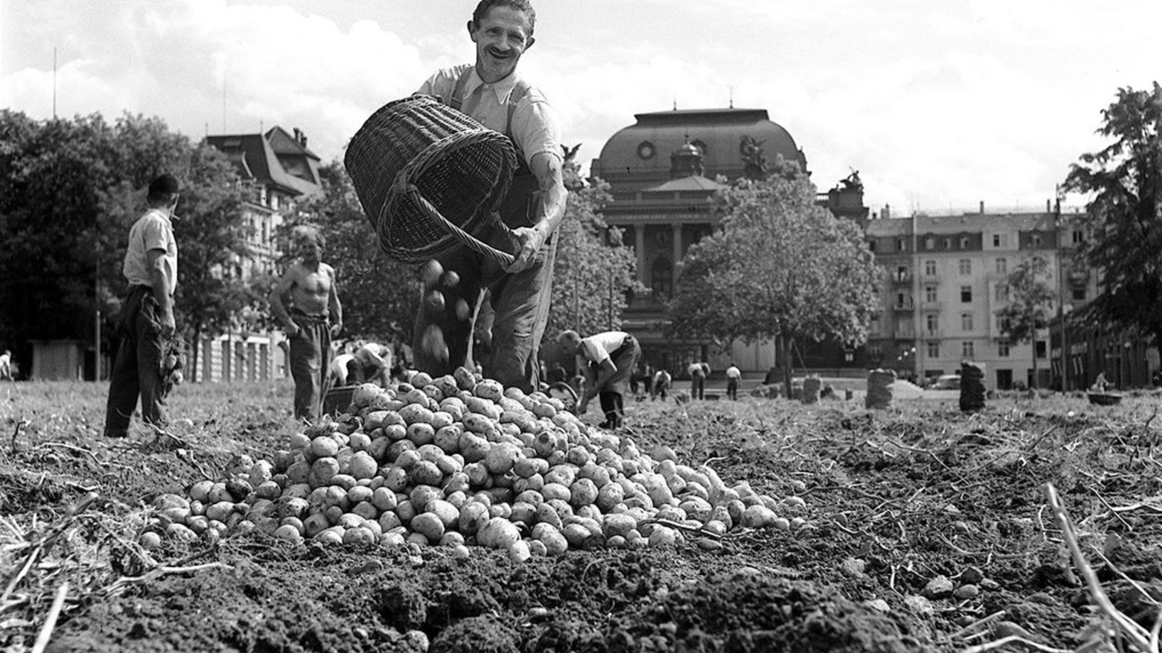 Kartoffelernte auf der Zürcher Sechseläutewiese. Im Hintergrund das Opernhaus. Das Bild stammt aus dem Jahr 1942. (Foto: Keystone/Photopress-Archiv)