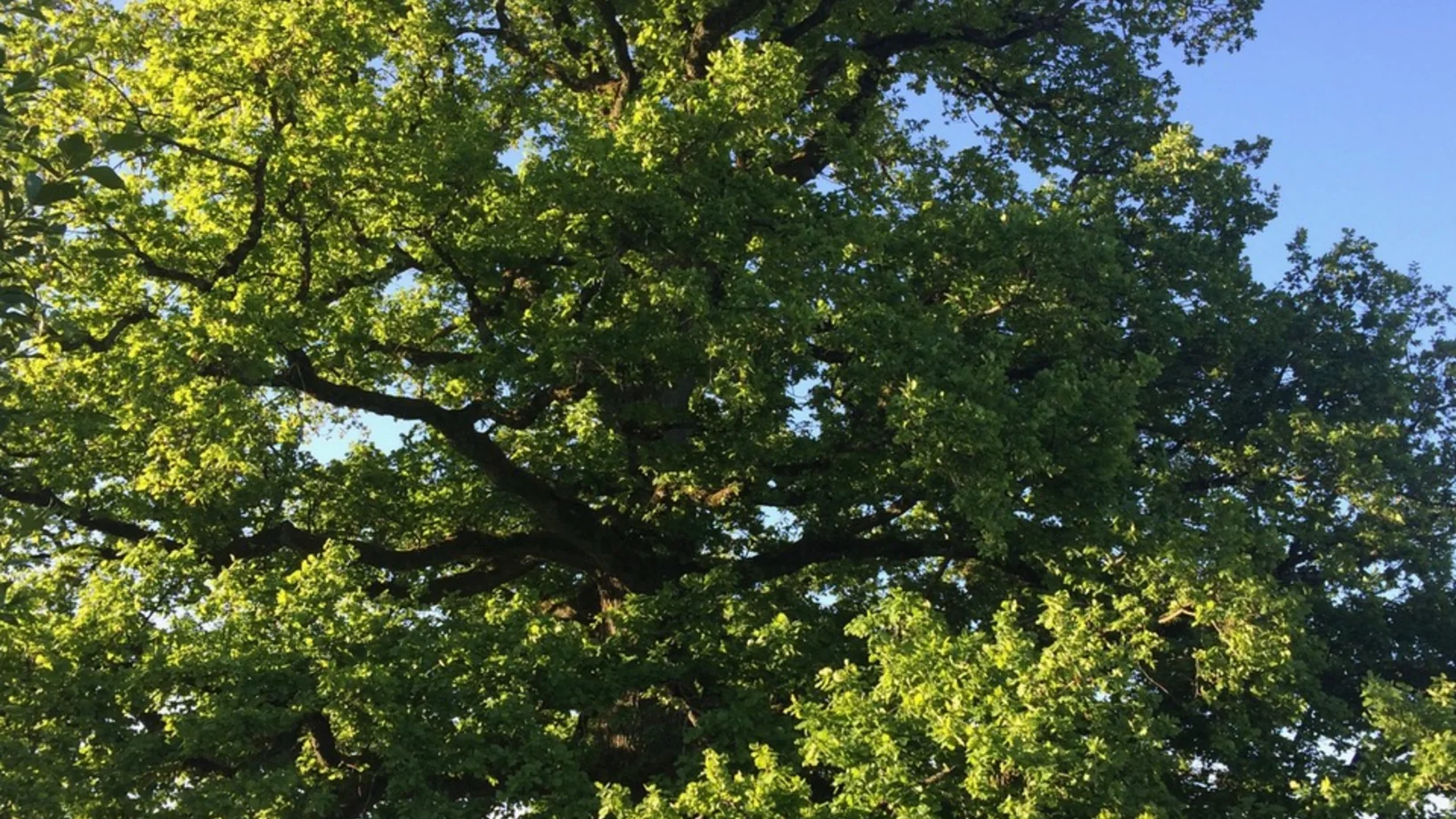 „Verlobungseiche“