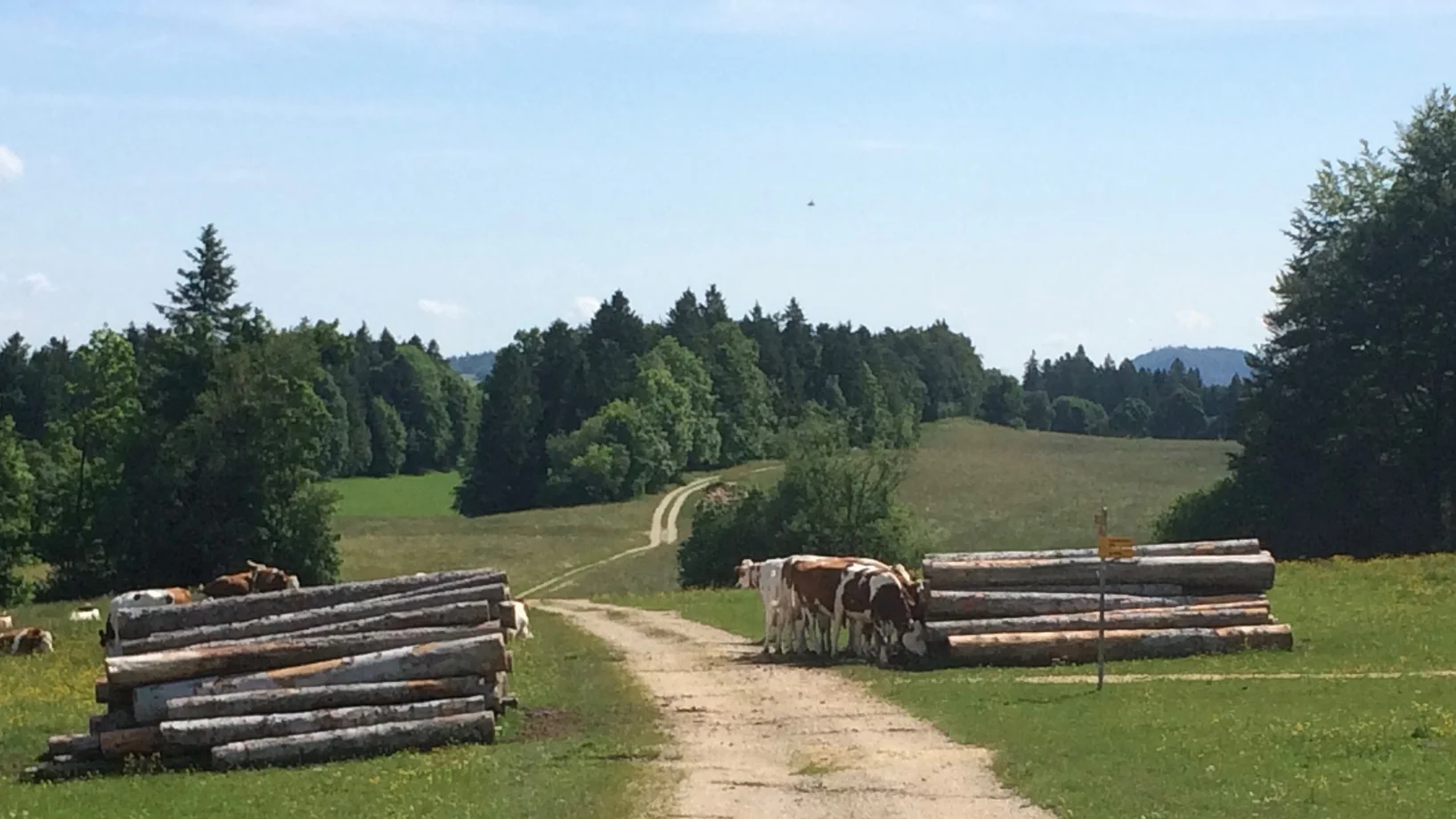 In den Freibergen bei Saulcy