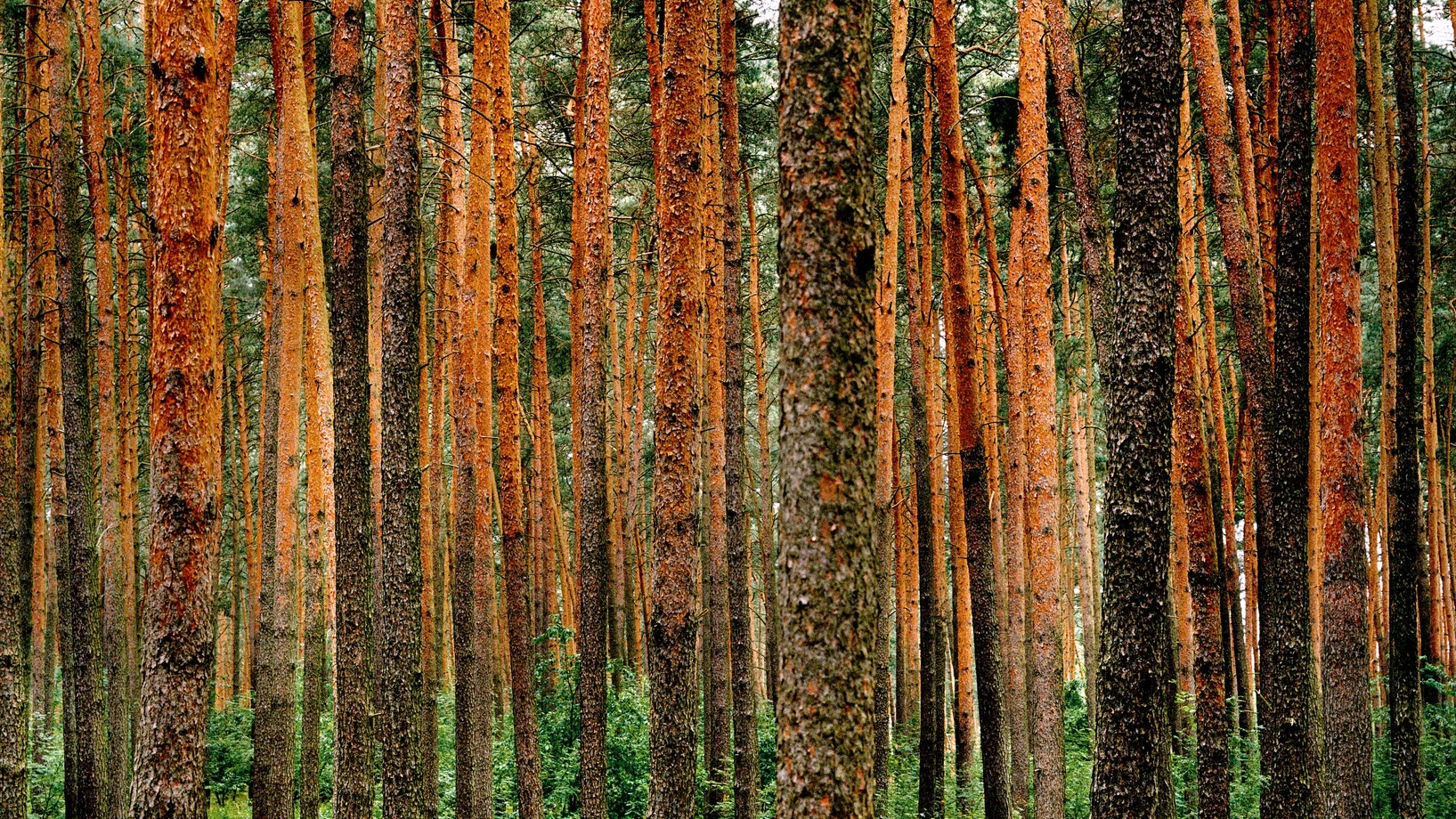 D_Radikow_01_2009 © Mat Hennek, Steidl 2017