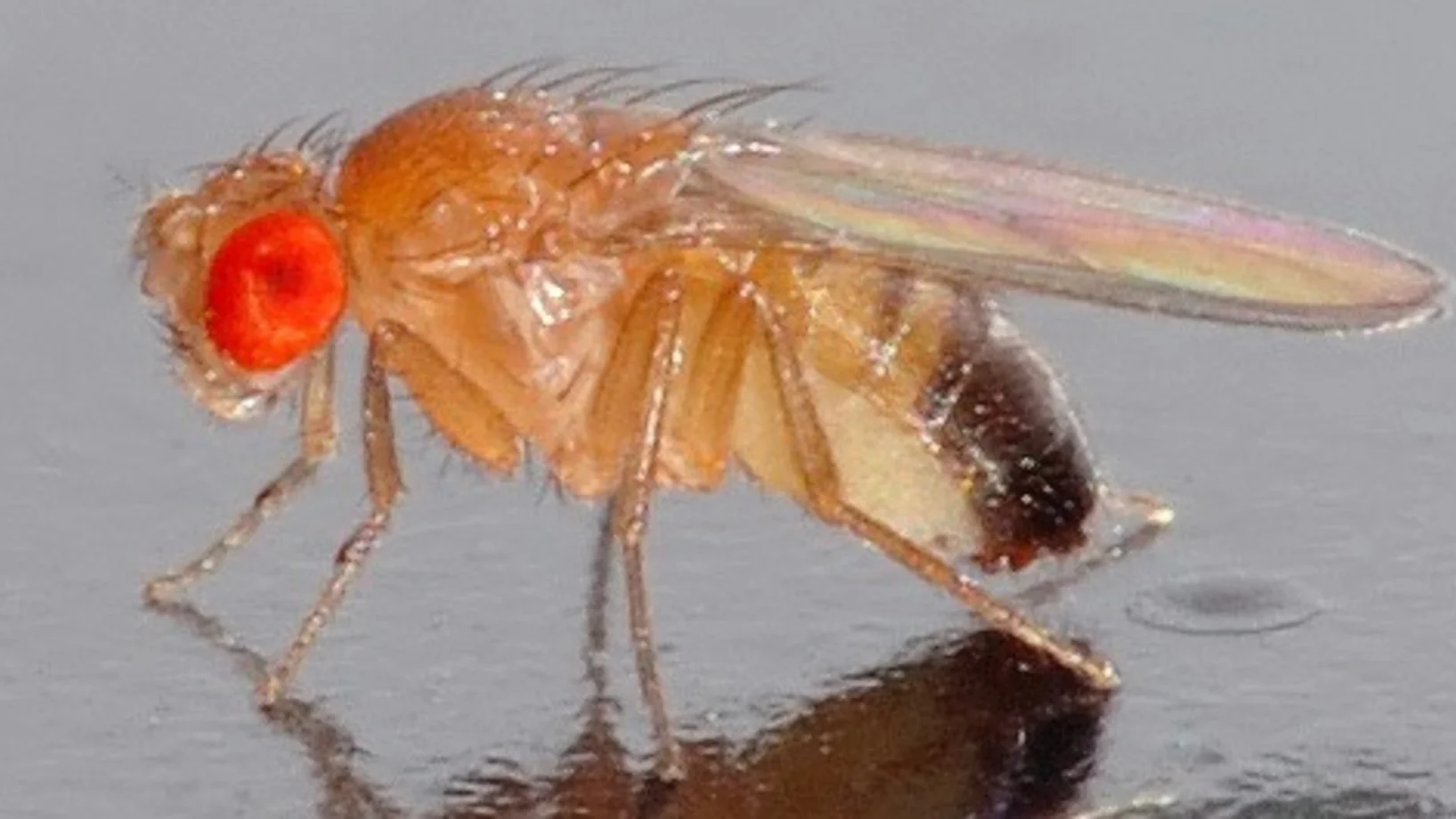 Die 2,5 x 0,8 mm kleine Schwarzbäuchige Taufliege (Drosophila melanogaster). Foto: André Karwath, Wikimedia