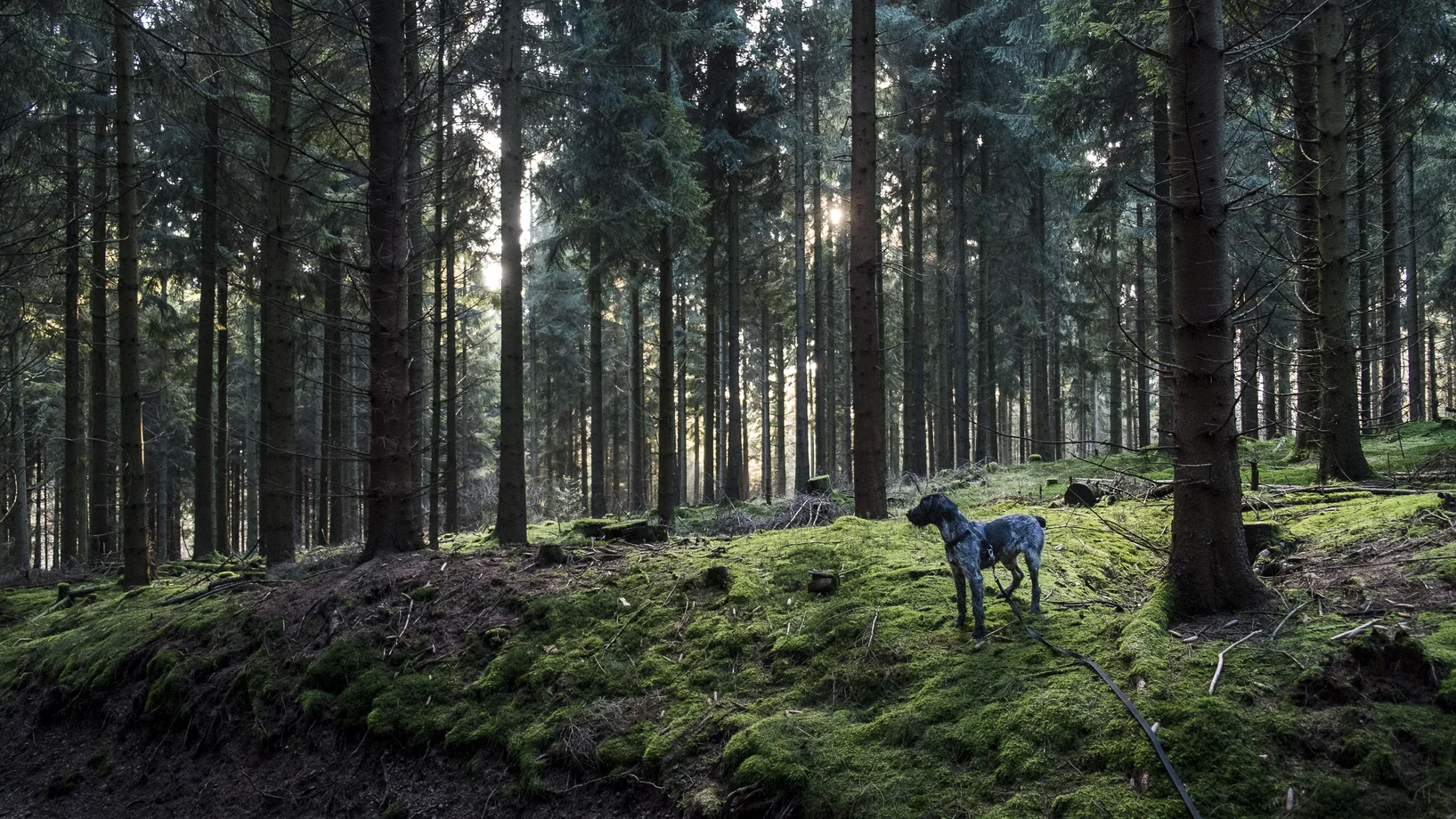 Alter Wagenpfad bei Kempershöhe © Dirk Gebhardt, Quer durch, Nimbus 2017