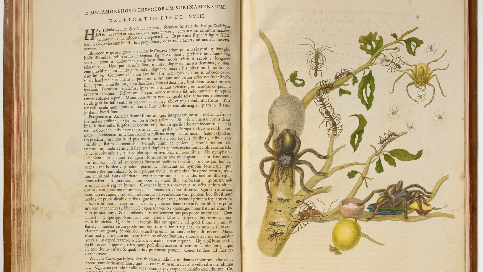Maria Sibylla Merian, 1705, Ledergebundenes Buch mit 60 kolorierten Umdrucken, Buch: 3,5 x, 37,5 x 51,5 cm, © Kunstmuseum Basel, Kupferstichkabinett