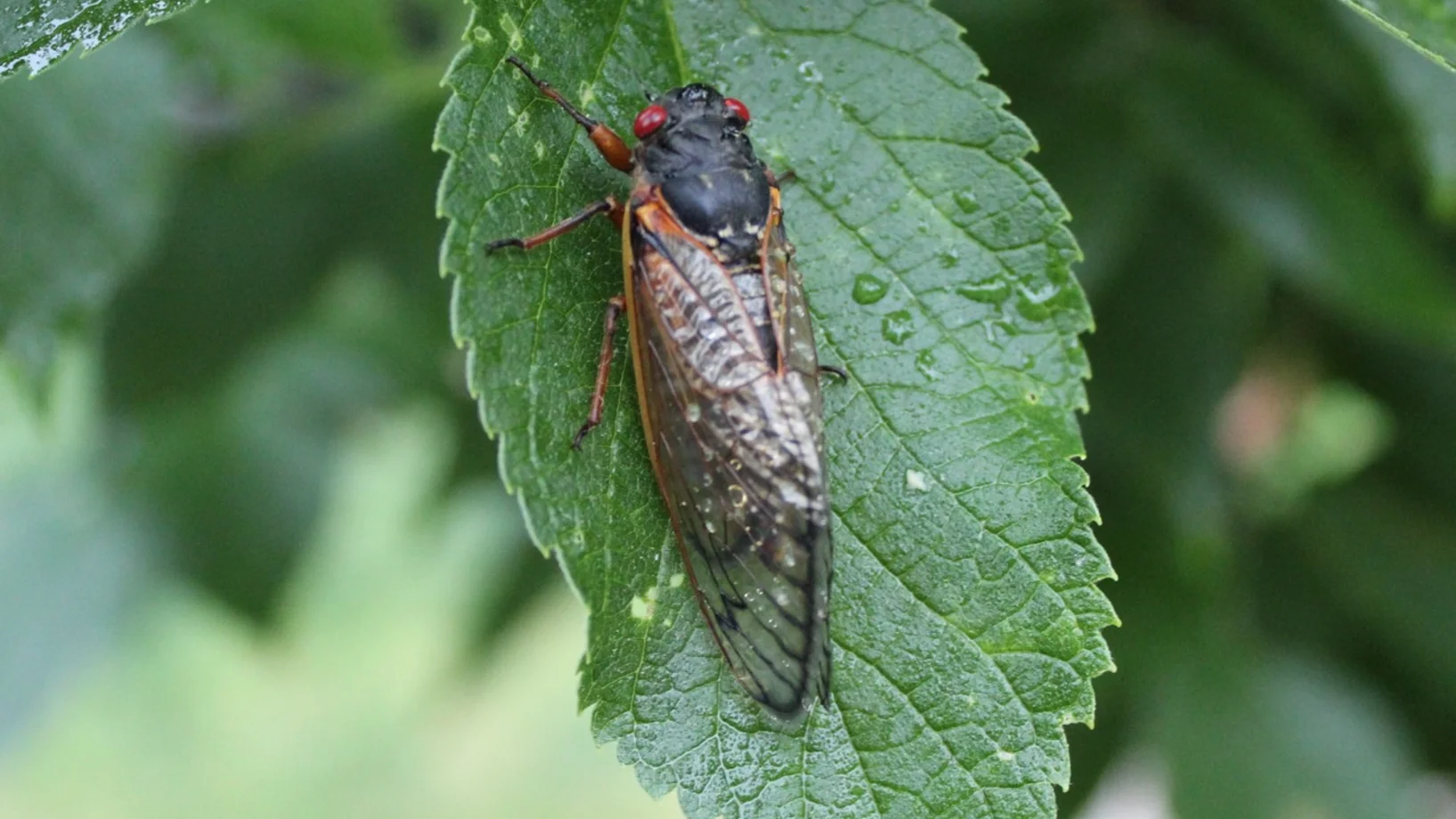 Erwachsene periodische Zikade